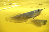 Silver Arowana - size 8”-9”